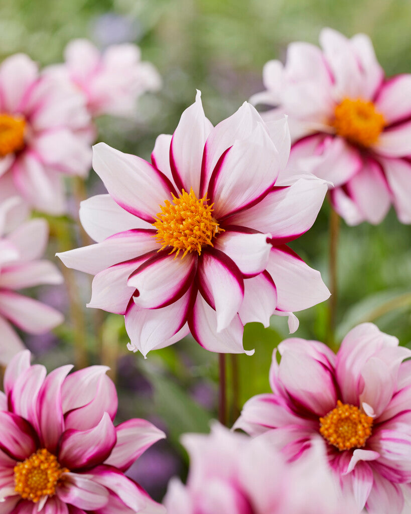 Dahlia Special Edge of Joy 1-pakning